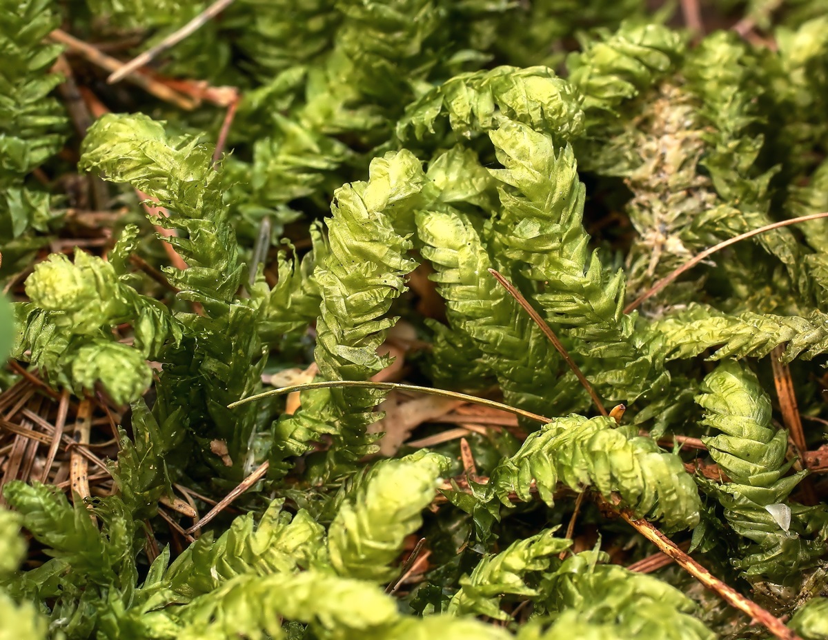 Plagiothecium undulatum; Plagiotheciaceae Moos (1).jpg