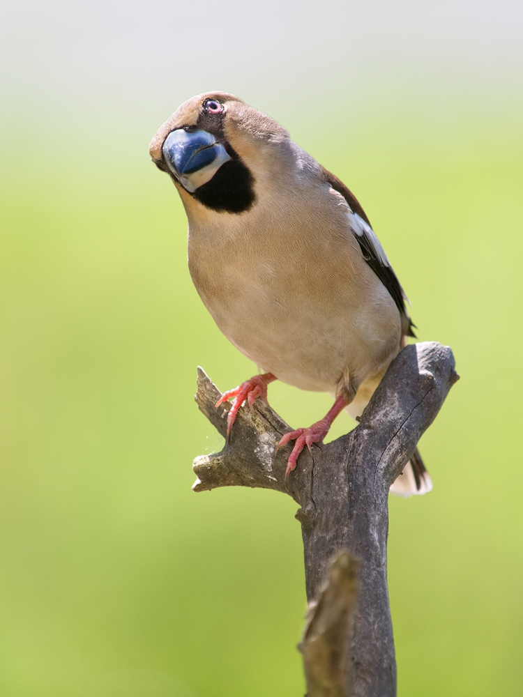 Coccothraustes-coccothraustes-GG072580---Kopie.jpg