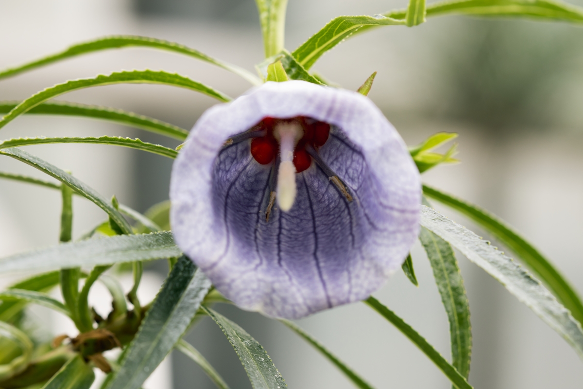 Nesocodon mauritianus 6170-1; Campanulaceae (1).jpg