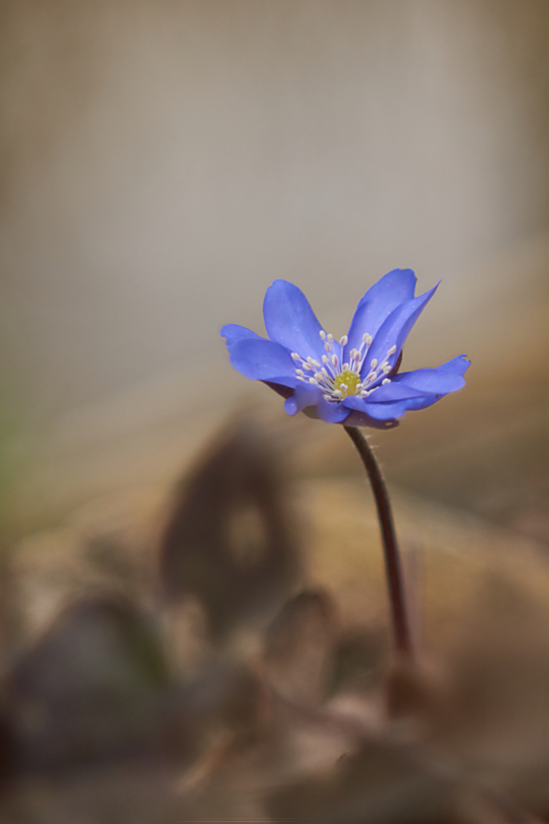 leberblümchen3-2.jpg