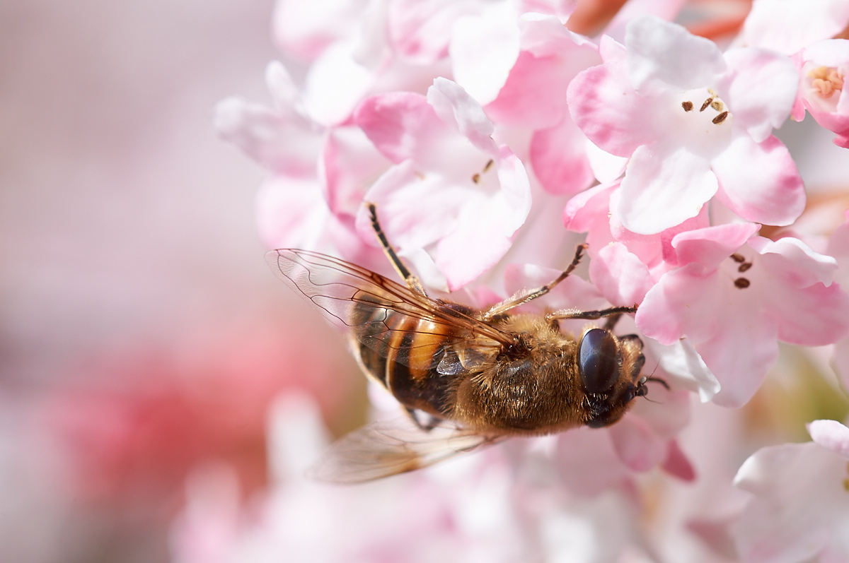 Eristalis tenax 071747_1200.jpg