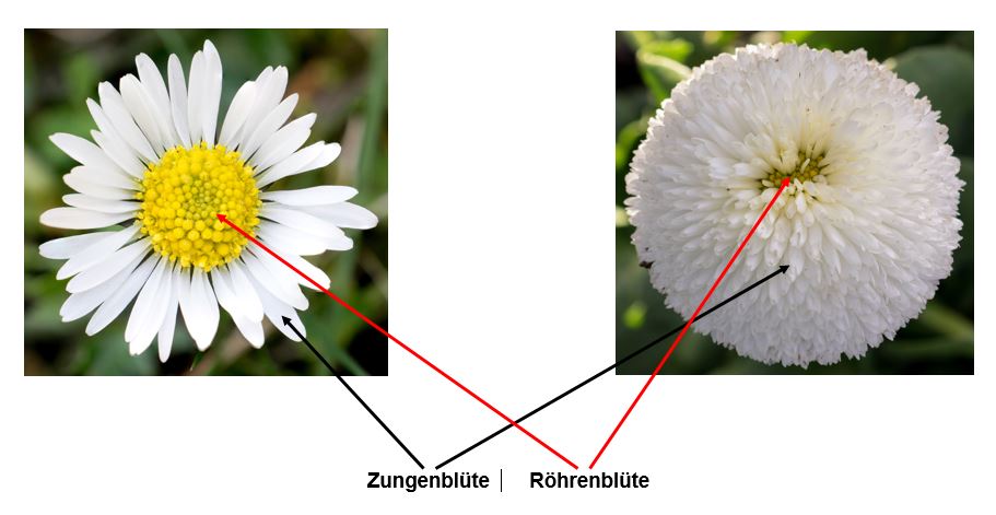 Gefüllte Blüten.JPG