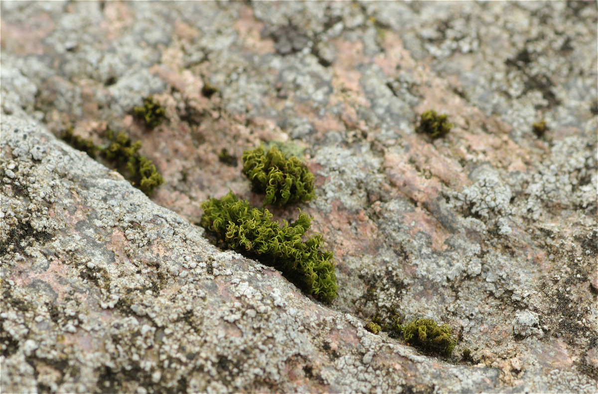 Ulota Kräuselmoos 02makro.jpg