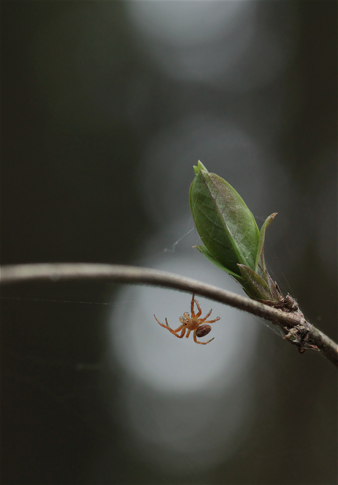 araniella01makro.jpg