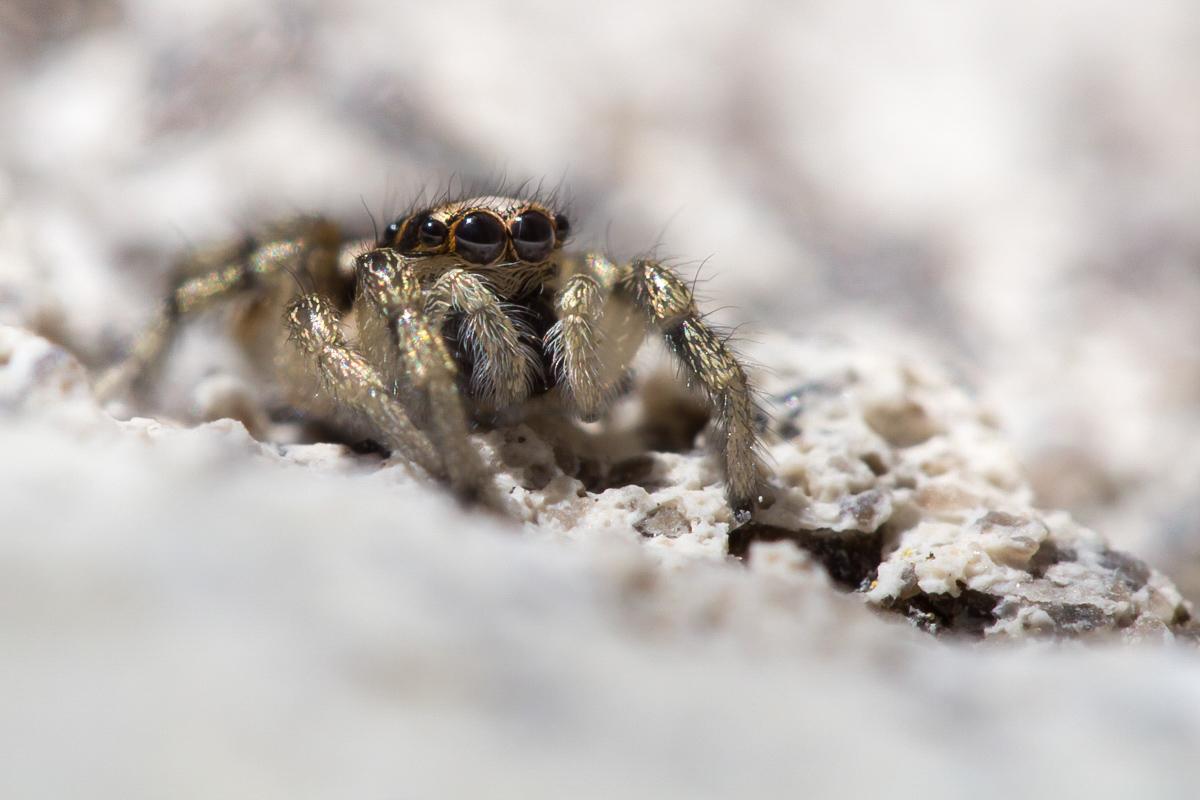 Salticus scenicus IMG_7621_1.jpg