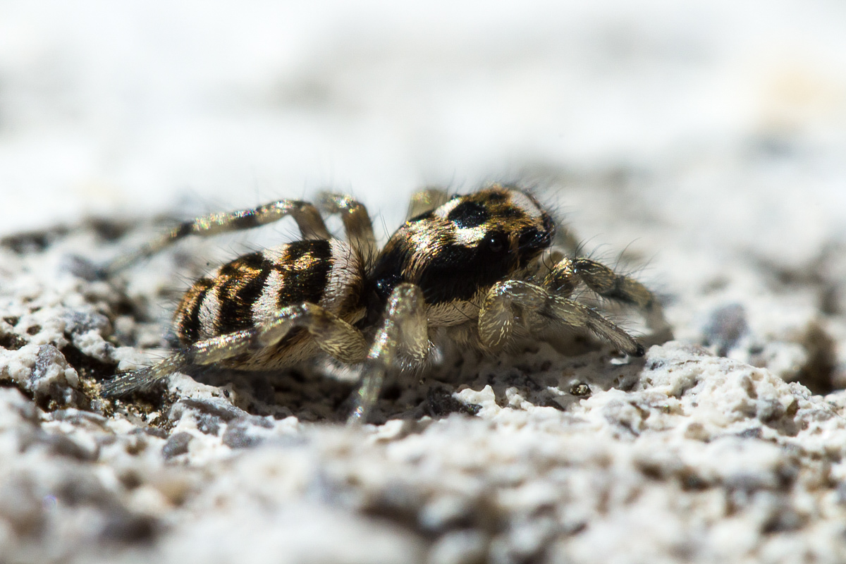 Salticus scenicus IMG_7638_1.jpg