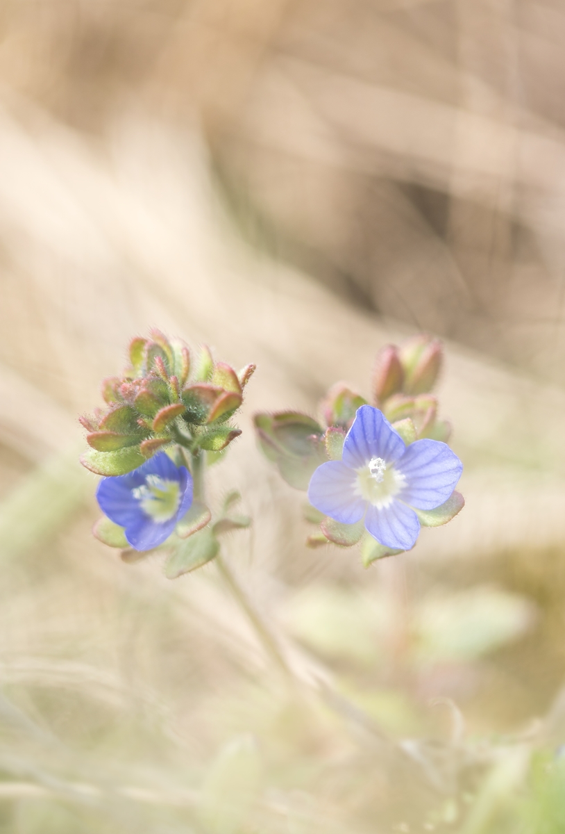 Veronica triphyllos.jpg