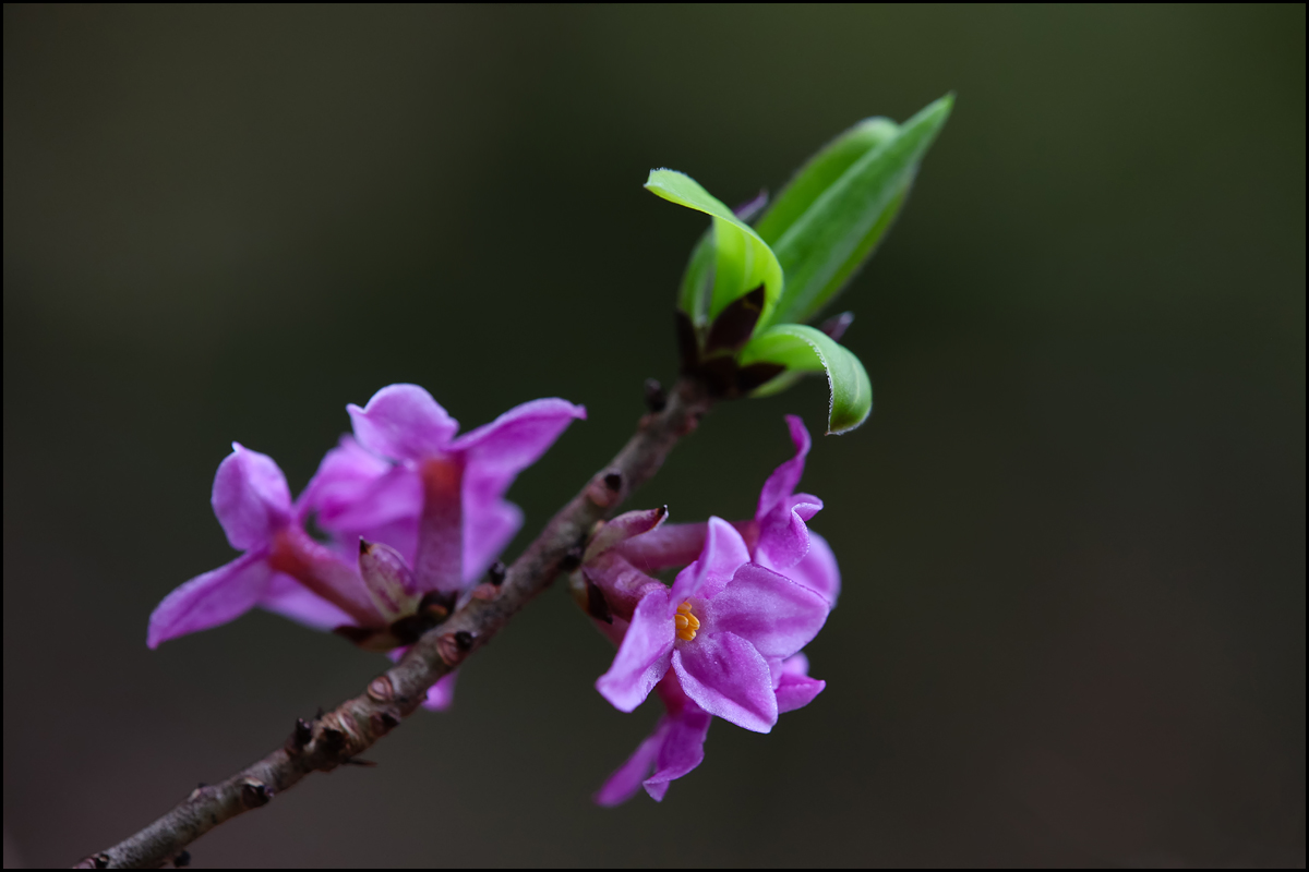 Seidelbast (Daphne mezereum) 1200.jpg