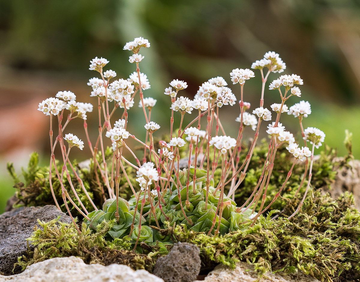 Crassula socialis 2193-1; Crassulaceae (1)-2.jpg