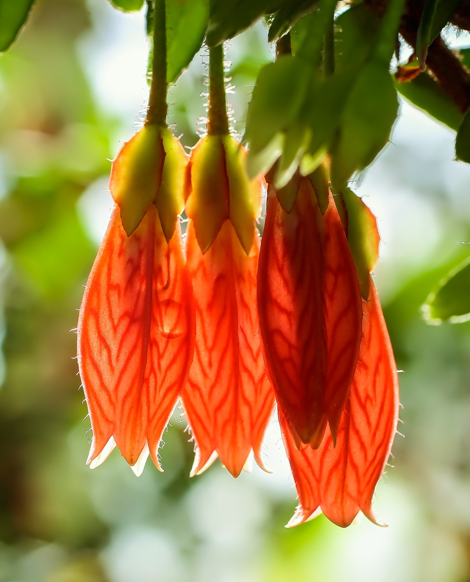 Agapetes serpens; Ericaceae (1).jpg