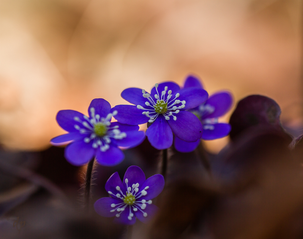 20170326-Hepatica nobilis-IMG_7002_Tiefen angehoben.JPG