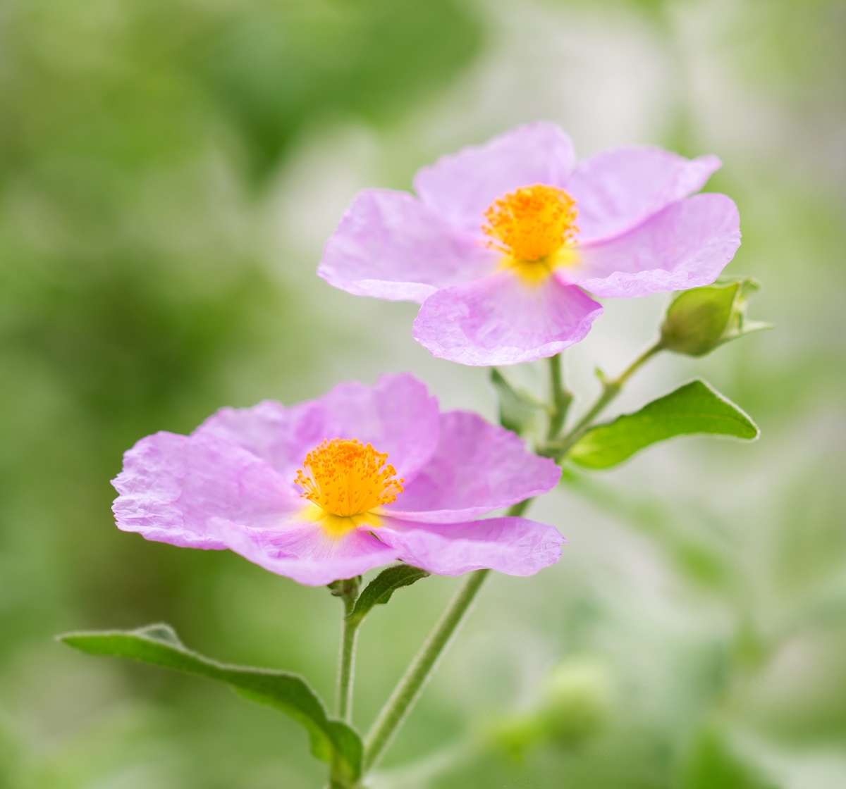 Cistus incanus 0531-1; Cistaceae (2).jpg