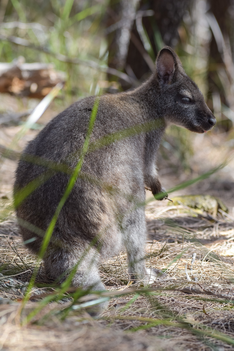 Wallaby.jpg