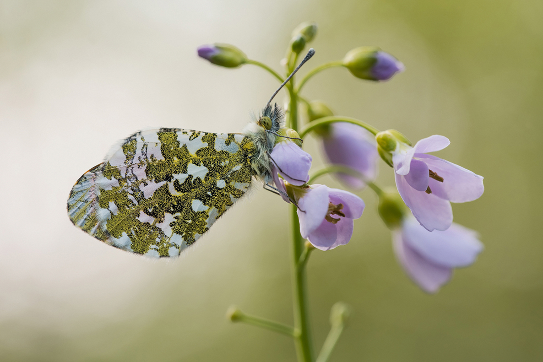 Aurorafalter (Anthocharis cardamines) (3) - Kopie.jpg