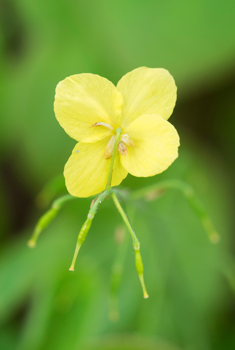 P4080842-Elfenblume-Stack-fre-verkl.jpg