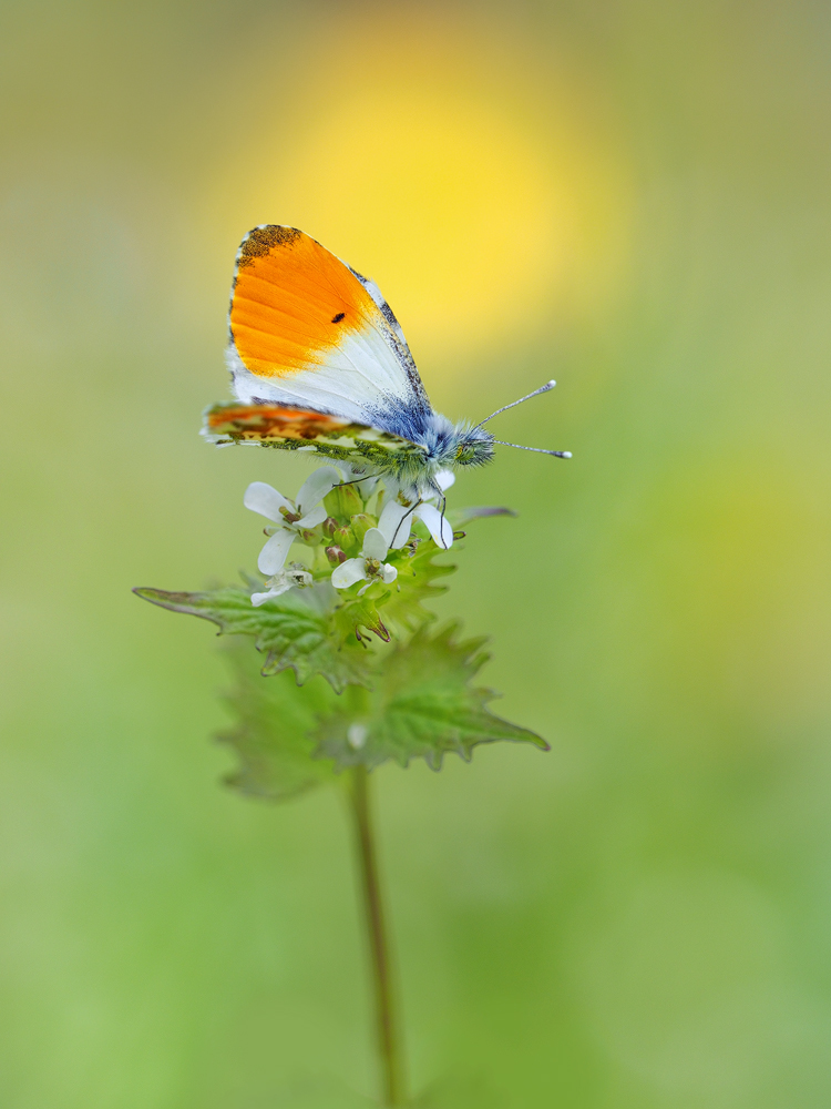 Anthocharis-cardamines-OOG51870---Kopie.jpg