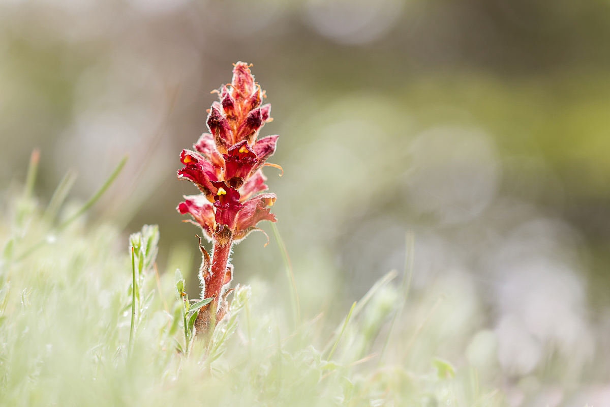 Orobanche variegata; Orobanchaceae (1).jpg