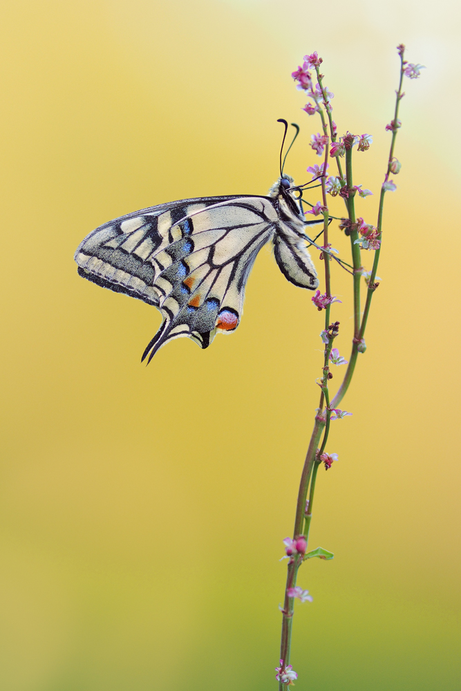Papilio-machaon-OOG03731---Kopie.jpg