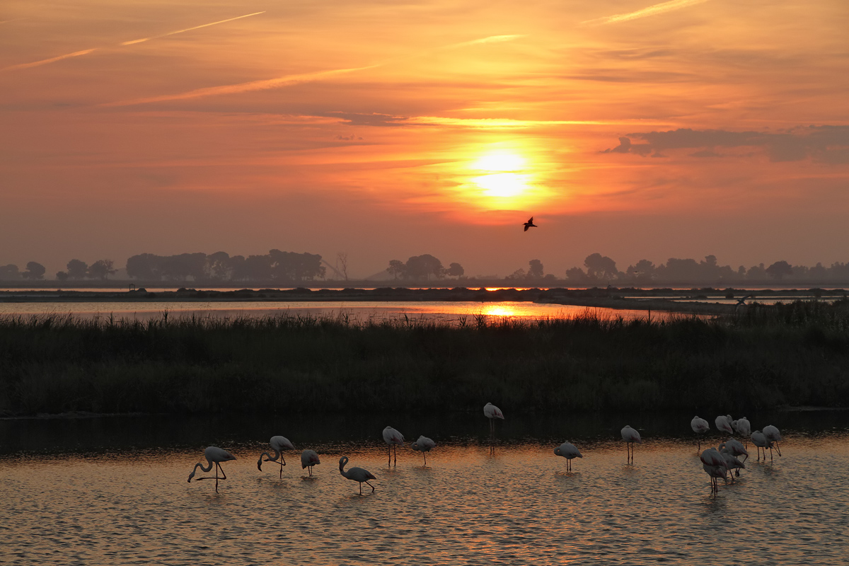 Camargue_Flamingos_IMG_4853.jpg