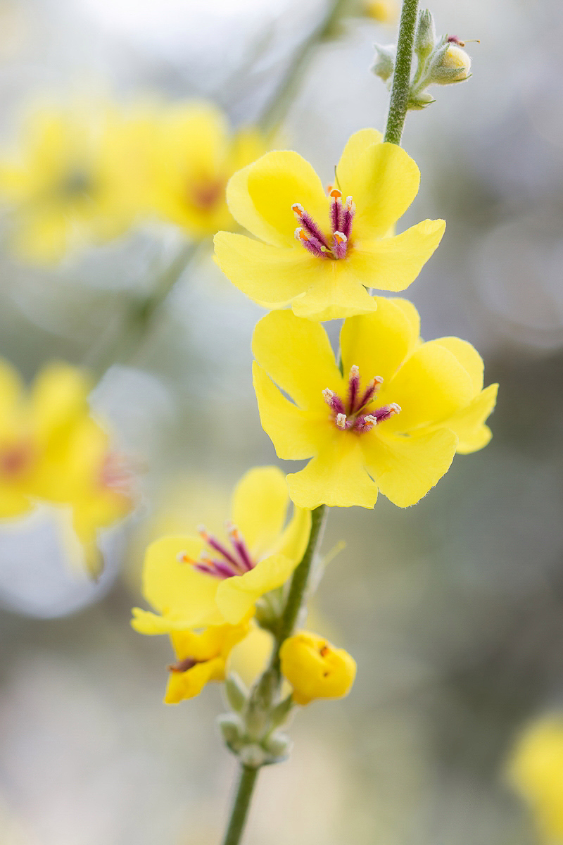 Verbascum sinuatum 3759-1; Scrophulariaceae (1)-2-2.jpg