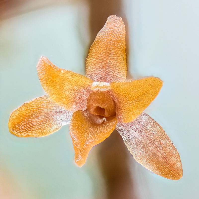 Aerangis hariotiana; Orchidaceae (1).jpg