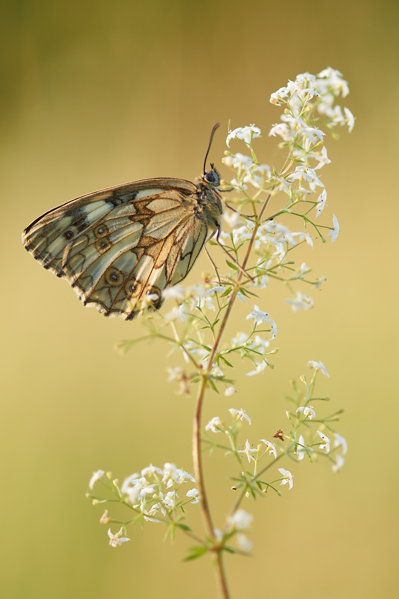 Melanargia galathea 077841_1200.jpg