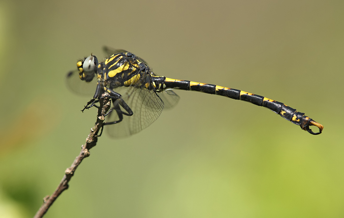 Onychogomphus uncatus_m_juvenil_IMG_3205_1200.jpg