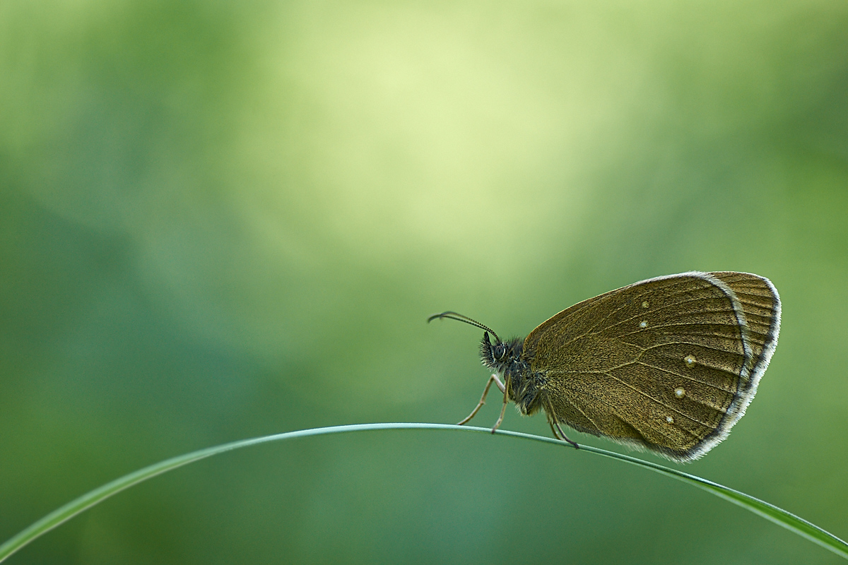 schmetterling1-3.jpg