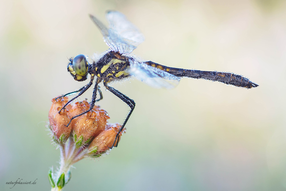 P7091278_Heidelibelle_Sympetrum_danae_klein.jpg