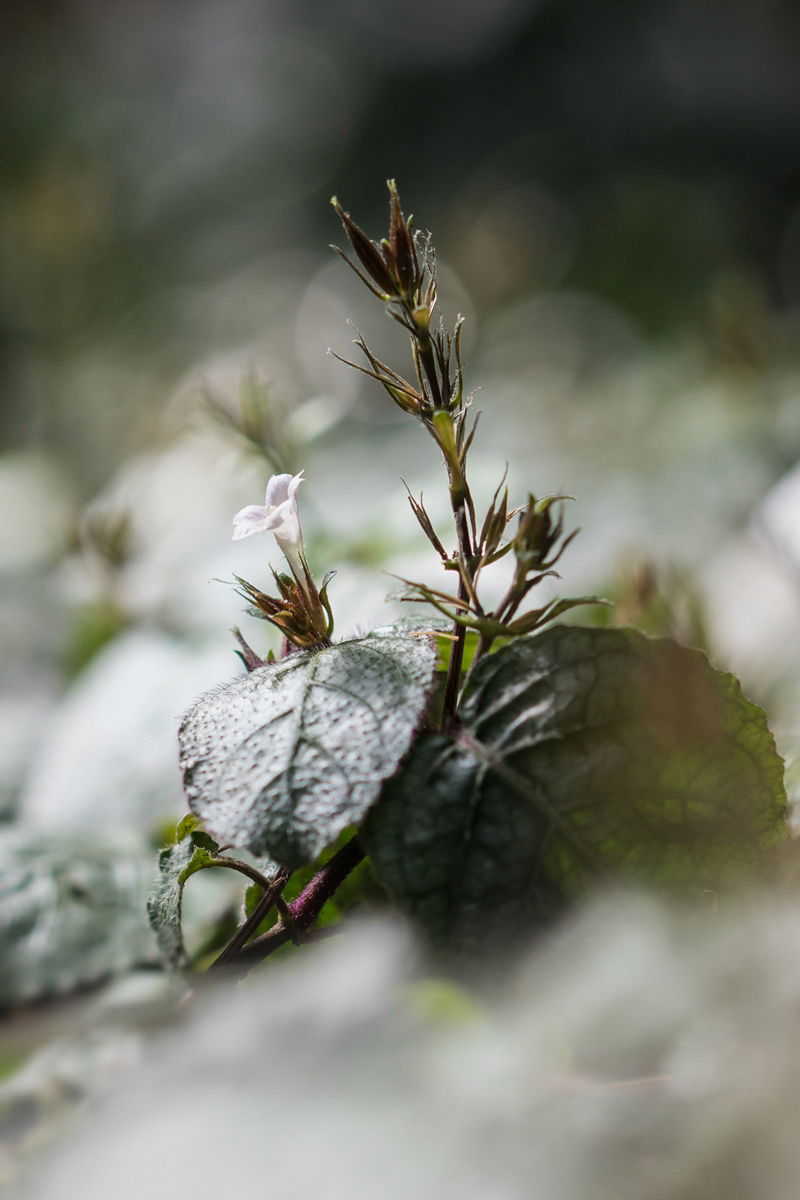 Hemigraphis; Acanthaceae (1).jpg