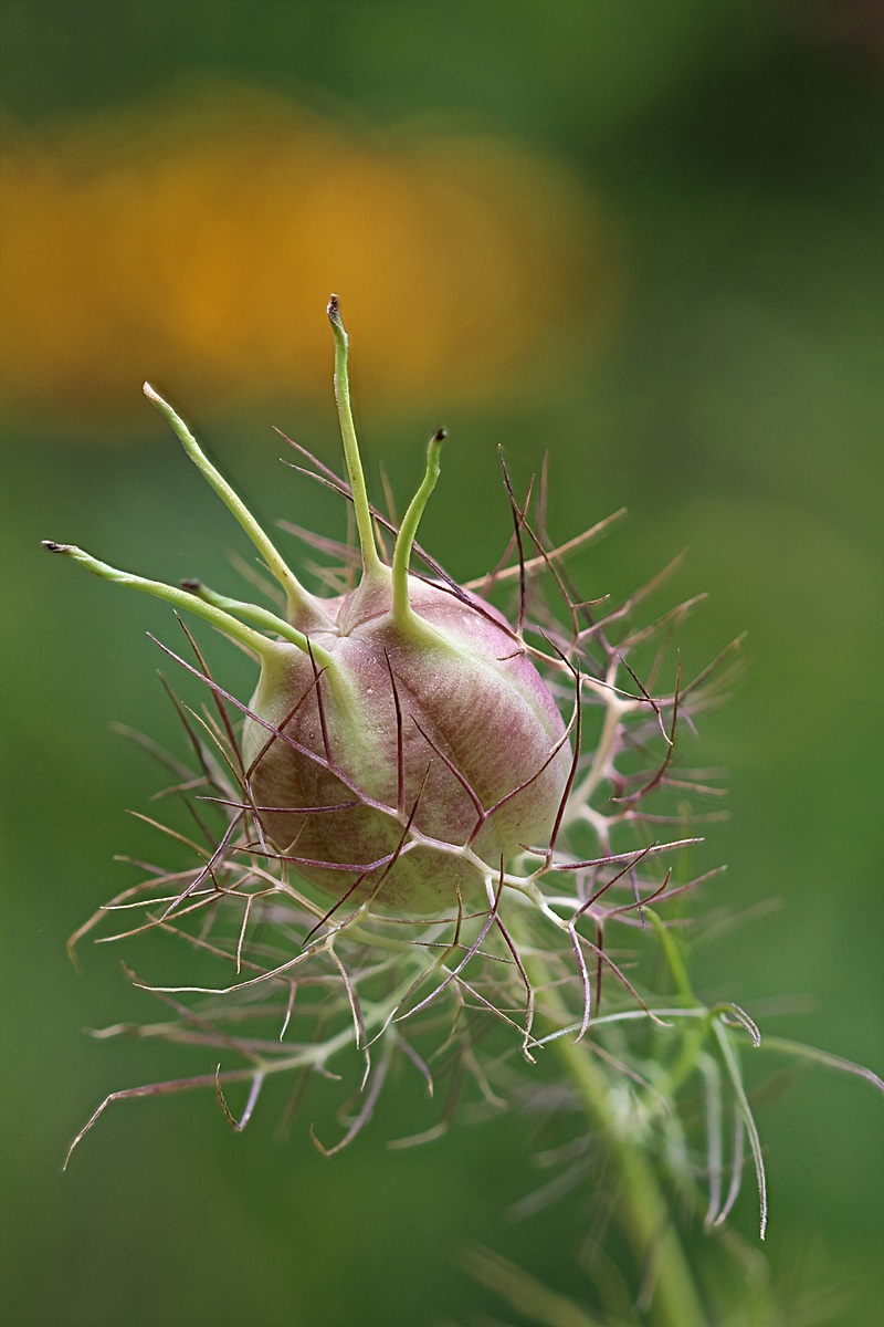 nigella.jpg