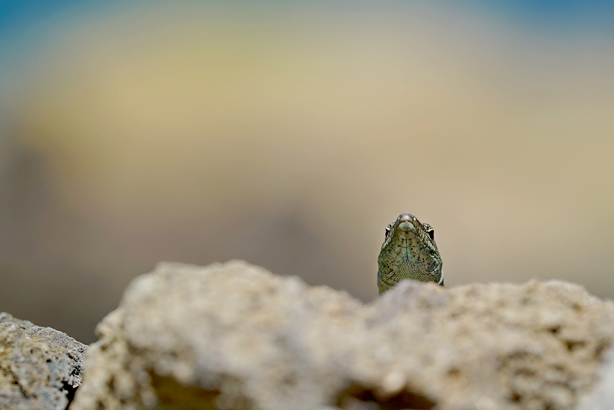 Madeira-Mauereidechse-(502)-1200px.jpg