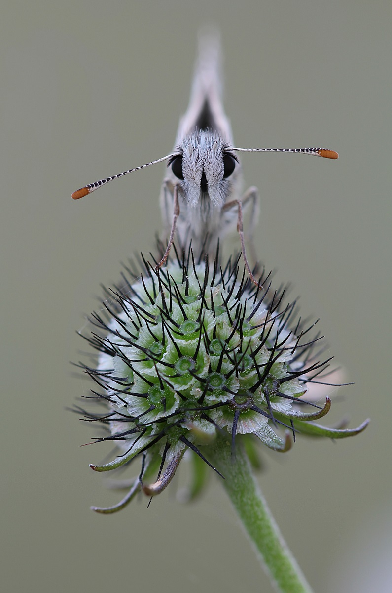 Steppenheiden-Würfel- Dickkopffalter (Pyrgus carthami).jpg