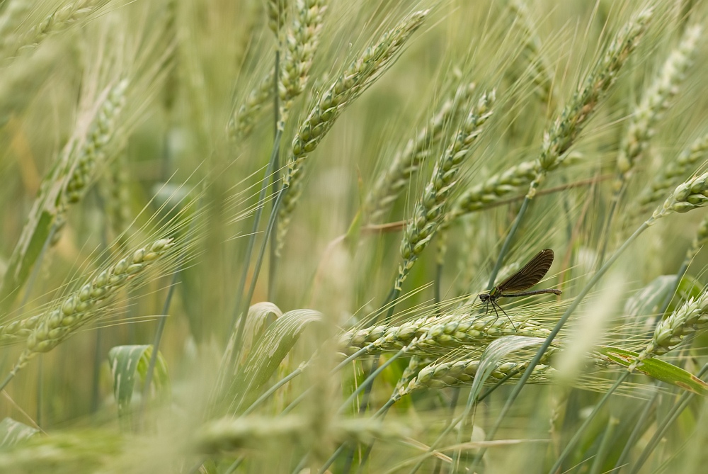 Libelle im Kornfeld1.jpg