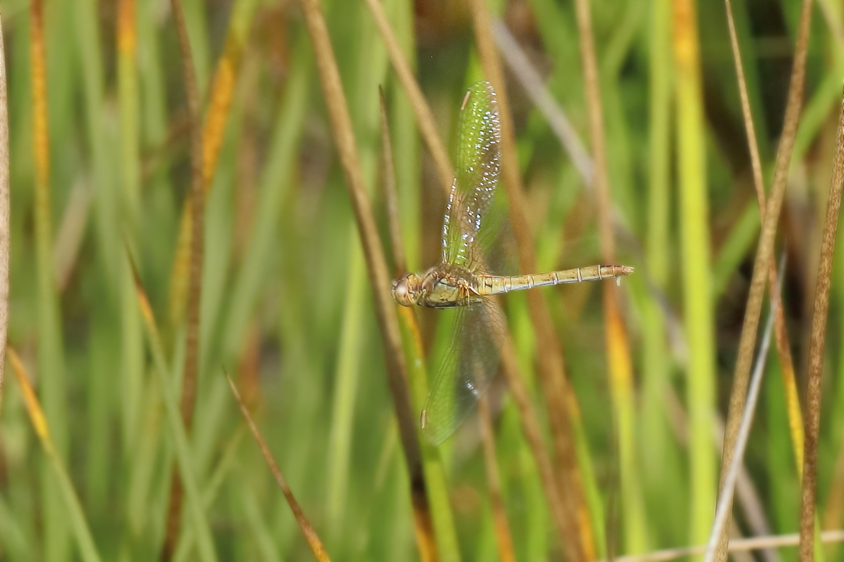 12 Sympetrum-meridionalef1200.jpg