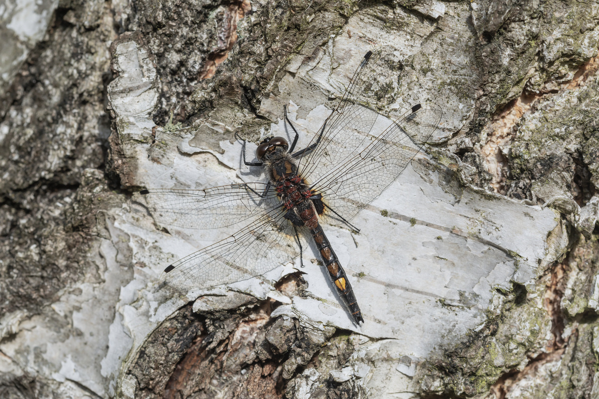 Leucorrhinia pectoralis Große Moosjungfer; Libellulidae Insekt (1) Makro.jpg