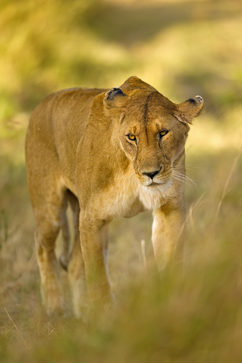 image__Matthias_Delle_loewe_loewin_massai-mara_kenia_panthera-leo_lion_grosskatze_raubtier.jpg