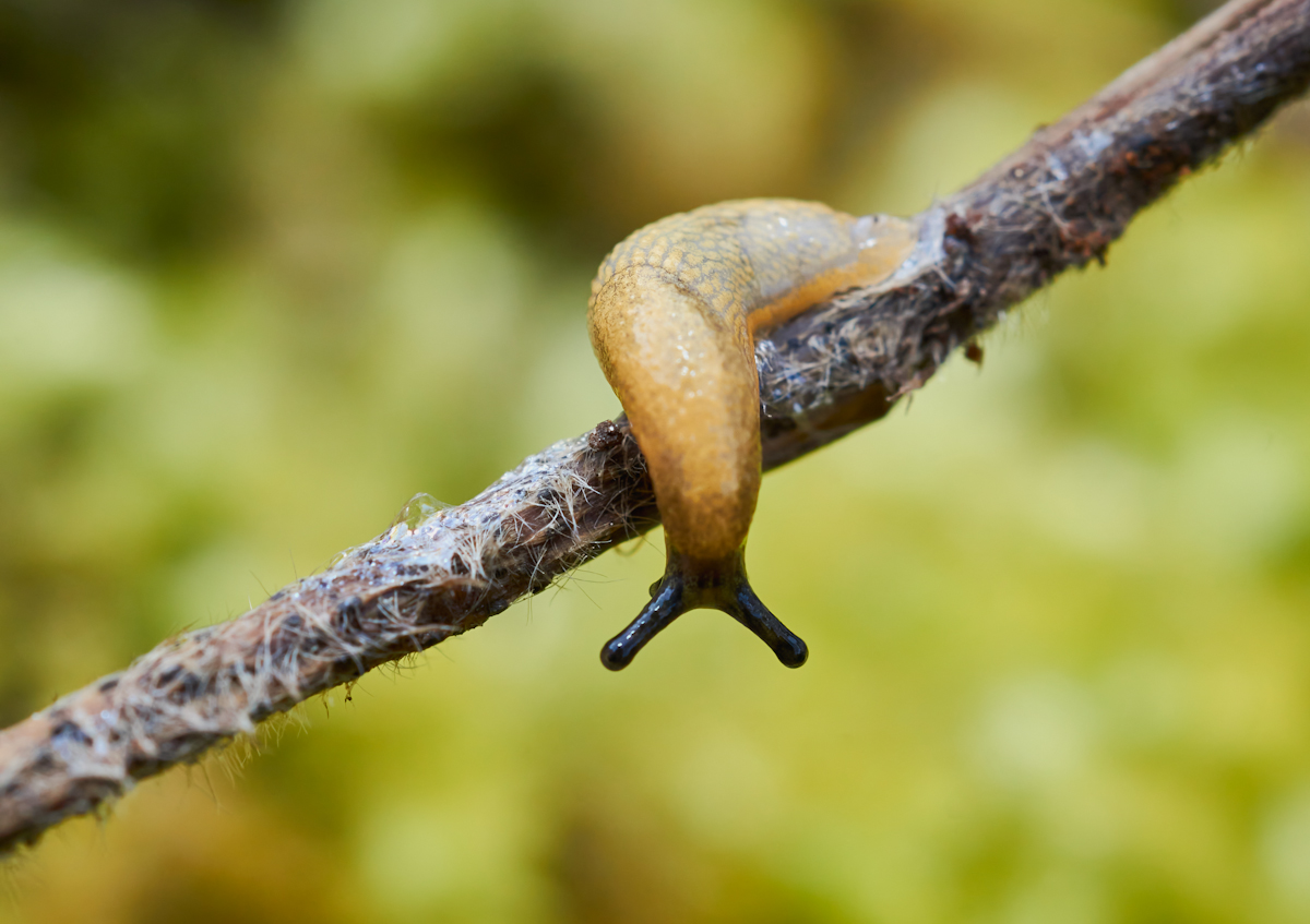 Kleine Wegschnecke 1.jpg