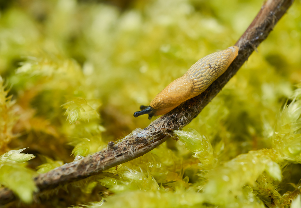 Kleine Wegschnecke 3.jpg