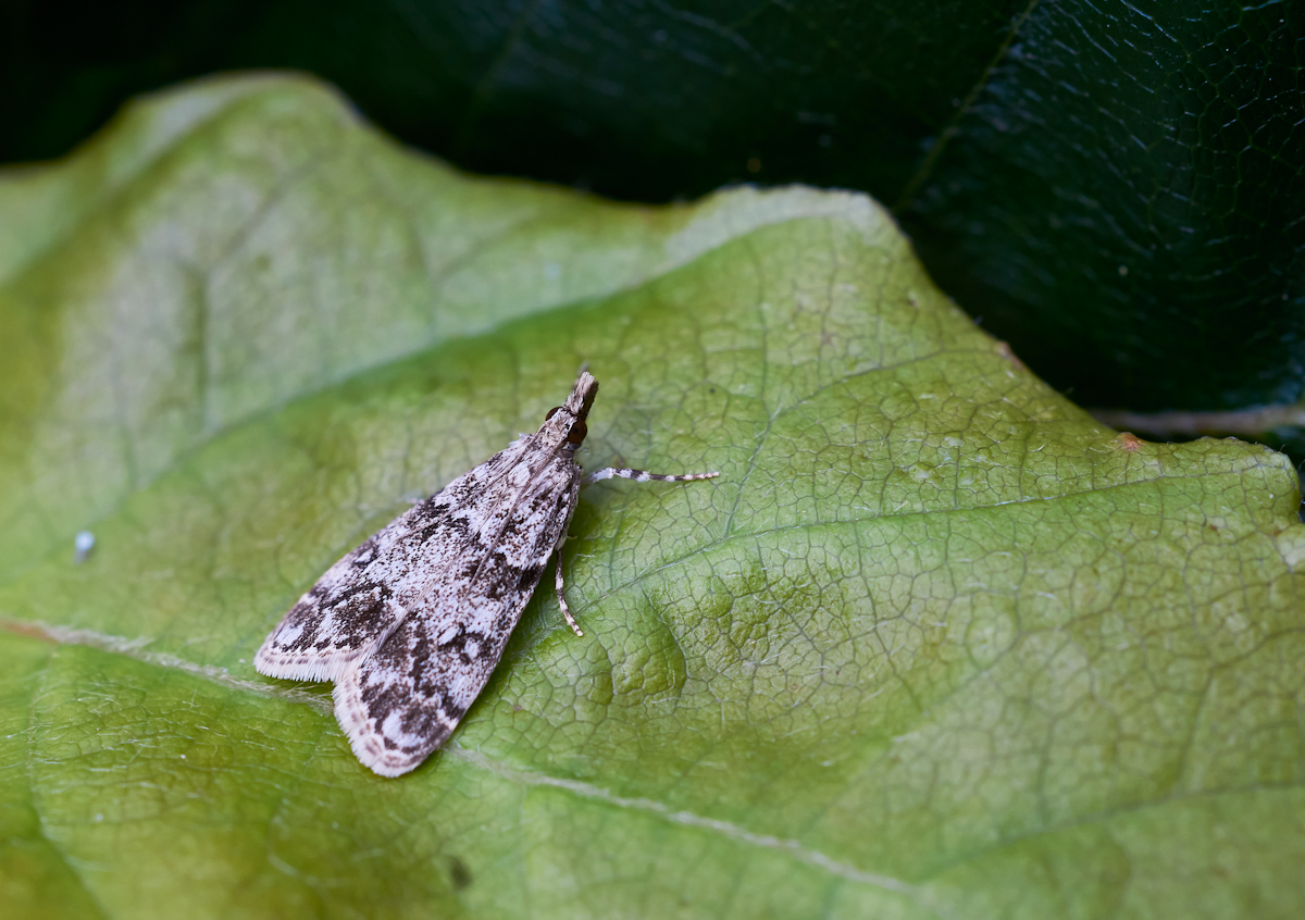 Eudonia lacustrata.jpg