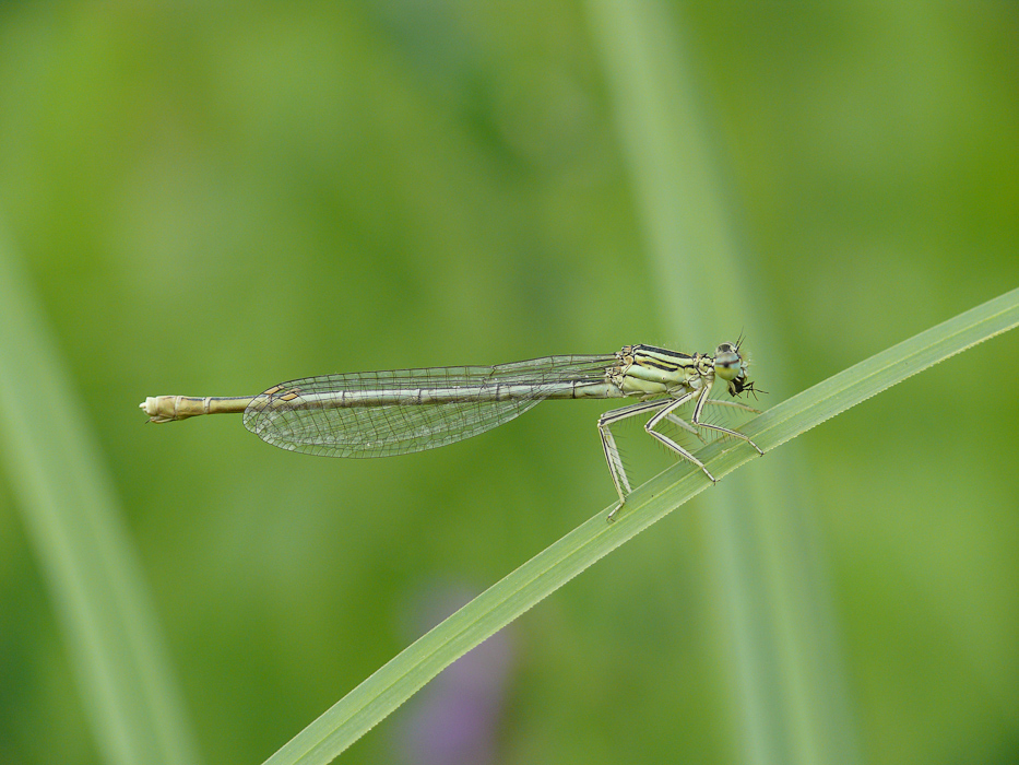 Kleinlibelle bei der Mahlzeit (1 von 1).jpg