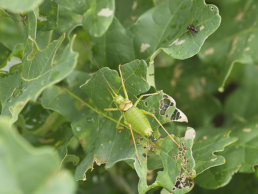 _8056359-2-Ephippiger von oben.jpg