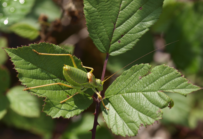 _8097412-Ephippiger-Brombeere.jpg