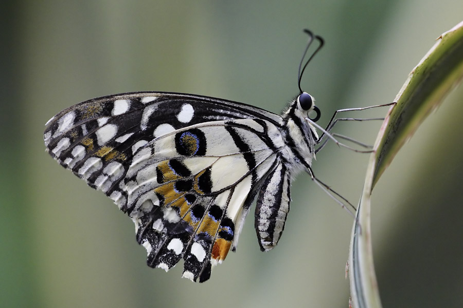 papilio_2_MG_6058.jpg