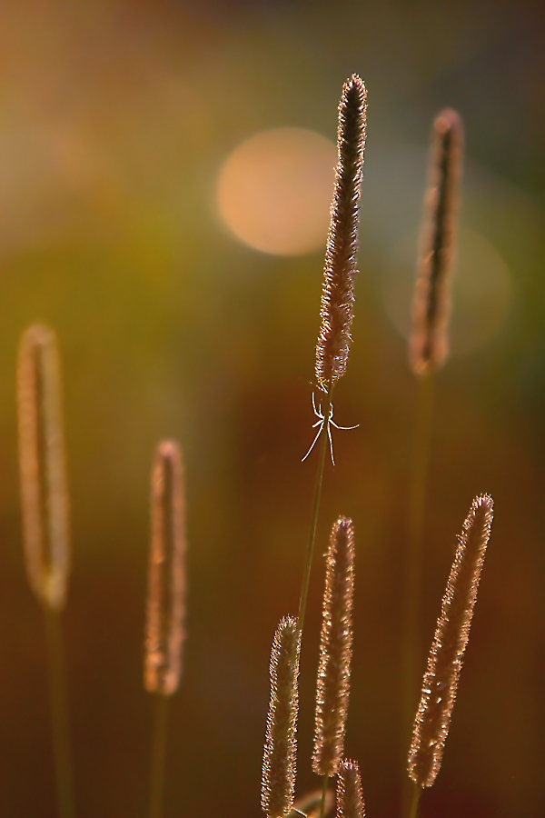 01 Gräser im Abendlicht mit Spinne.jpg