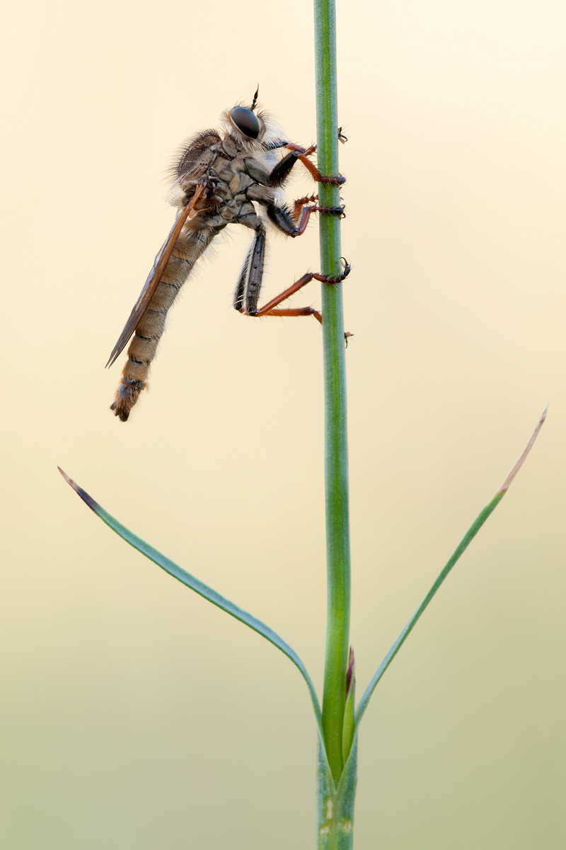 20120527-Raubfliege.jpg