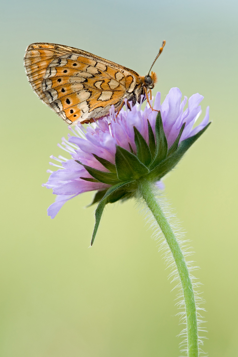 Scheckenfalter1_DSC5771.jpg