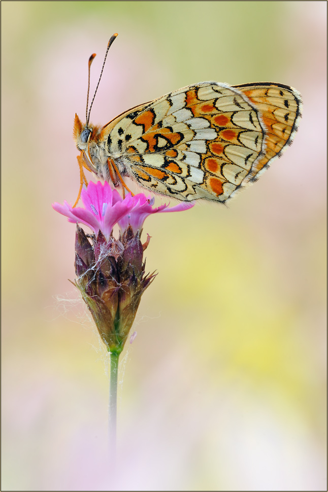 web-flockenblumen-scheckenfalter-melitaea-phoebe.jpg