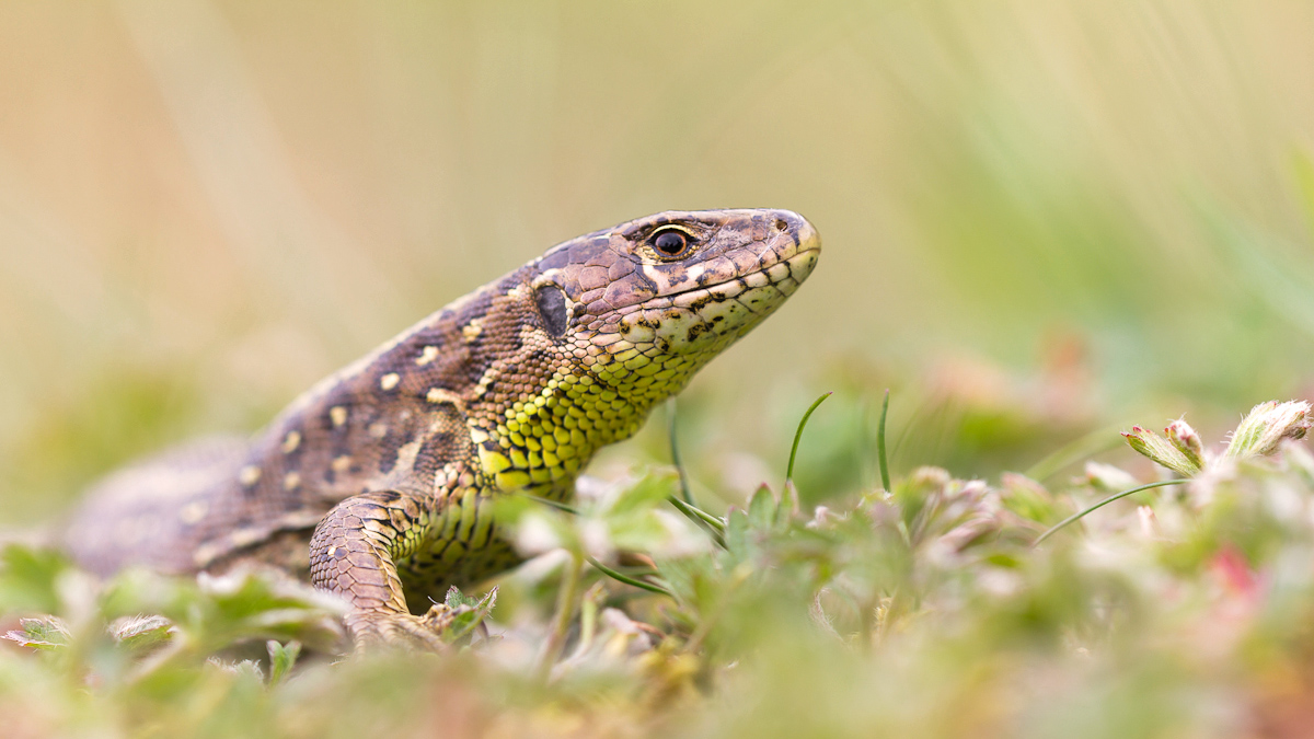 Lacerta agilis-2.jpg