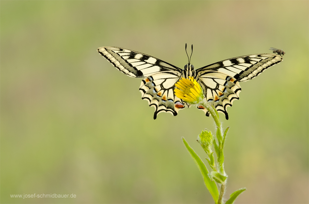 SchwalbenschwanzFliege4297a.jpg